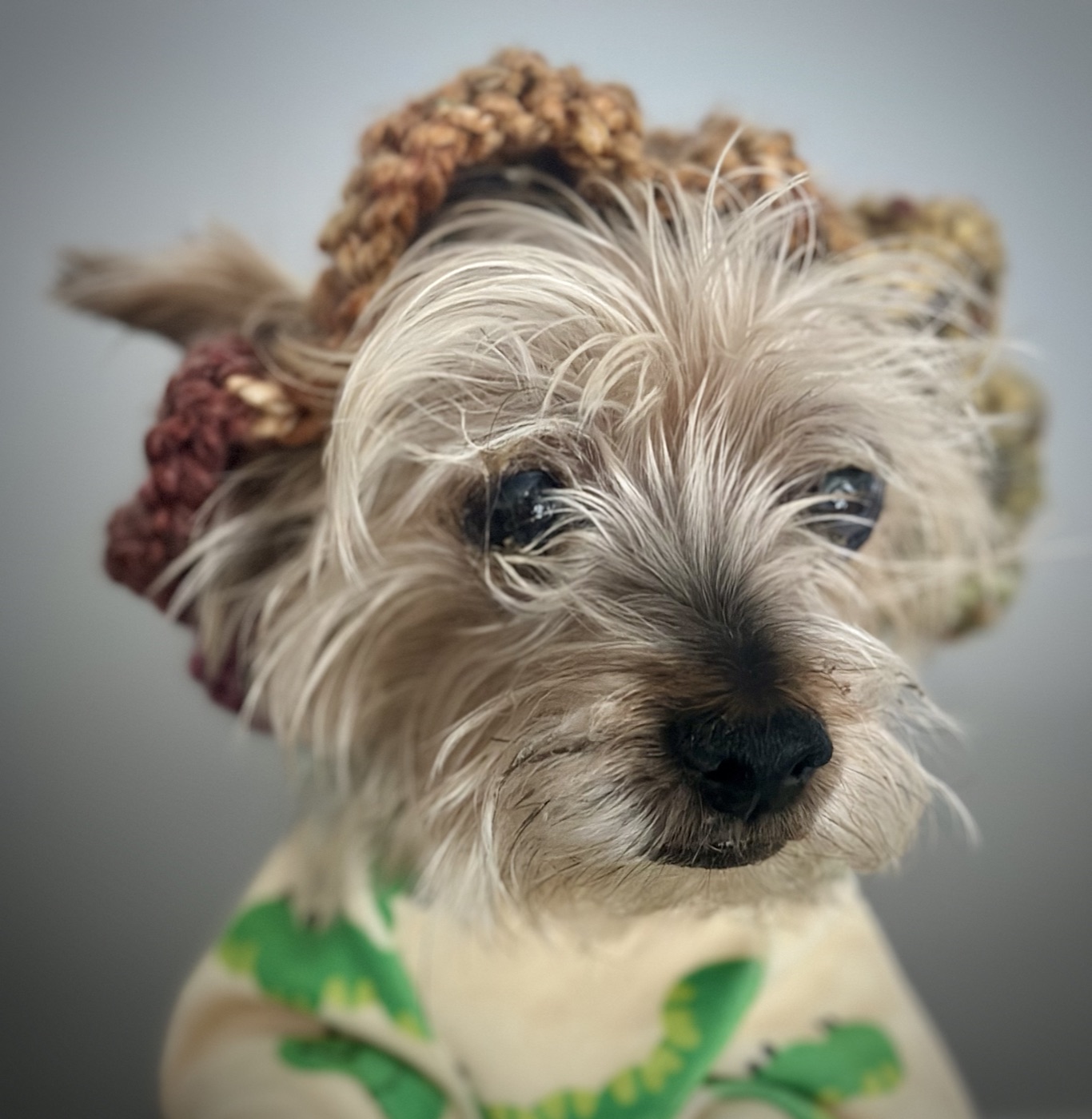 Front portrait of a small dog wearing Grace's autumn ruffle hat