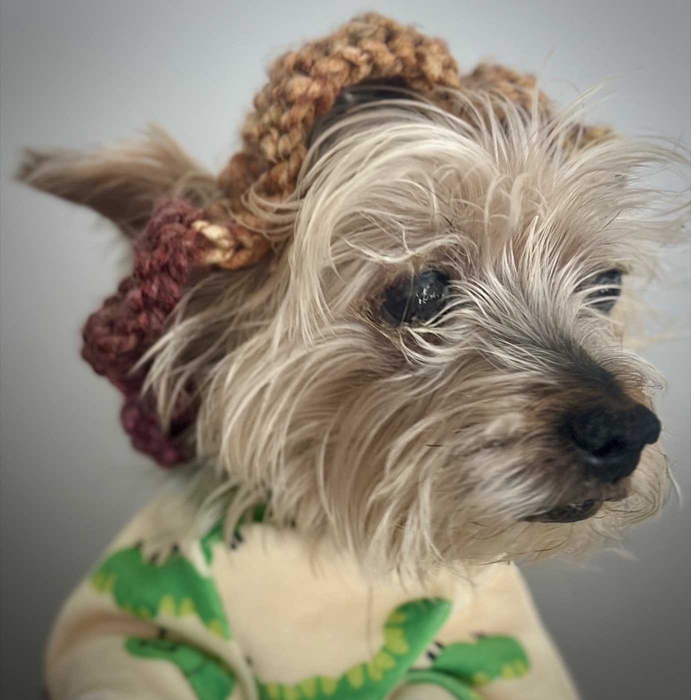 Angled portrait of a small dog modeling the handmade crochet hat
