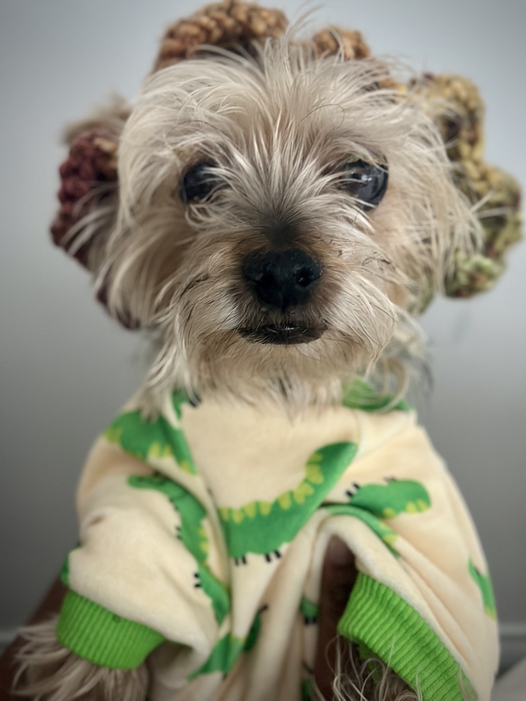 Close front view of the dog wearing Grace's pet-sized ruffle hat